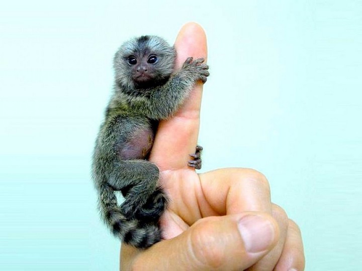 finger-monkey-1