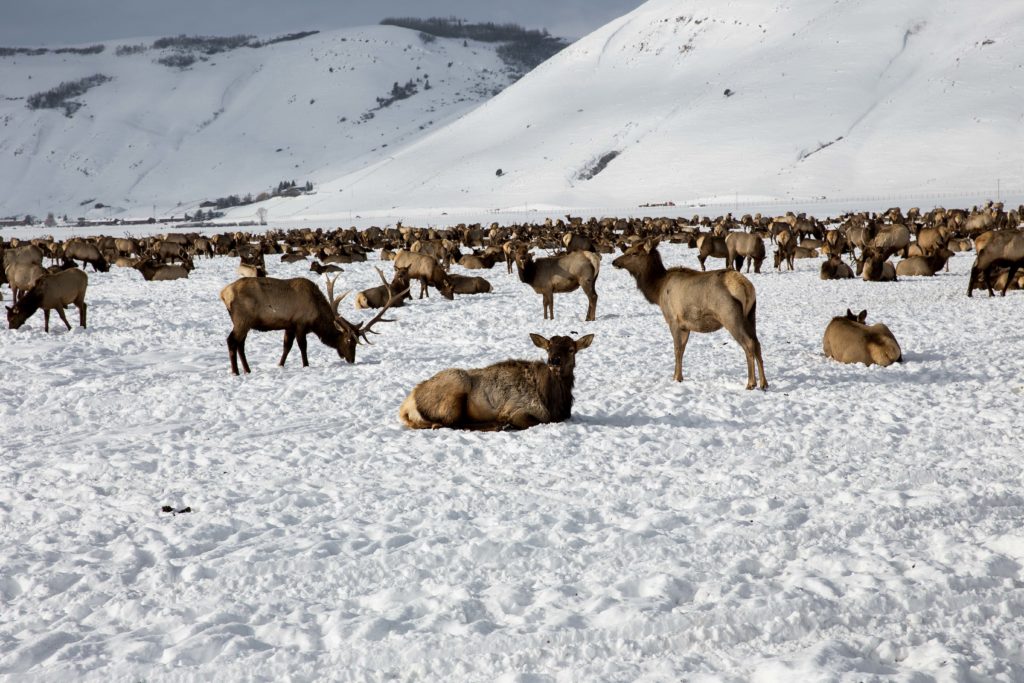 Elk Refuge in Jackson Hole, WY
