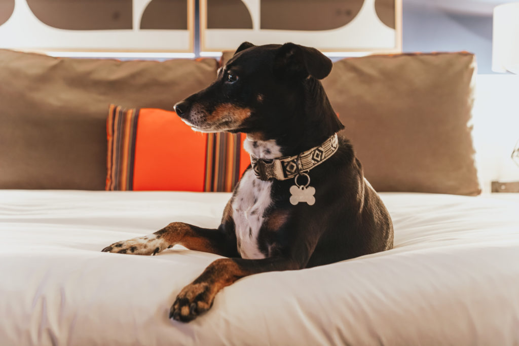 Pet Friendly Hotels in DC